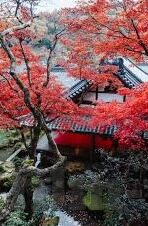 糖心直播免费版app下载-声乐世界里的一抹温馨，解锁糖心直播免费版的温柔体验